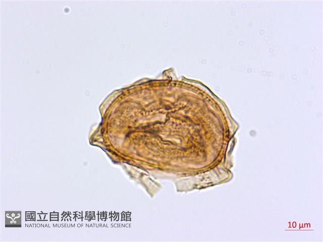 毛軸鐵角蕨藏品圖，第3張