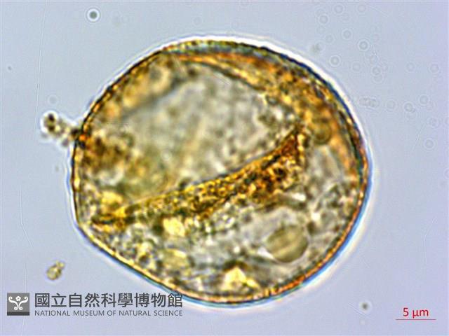 巒大蕨藏品圖，第2張