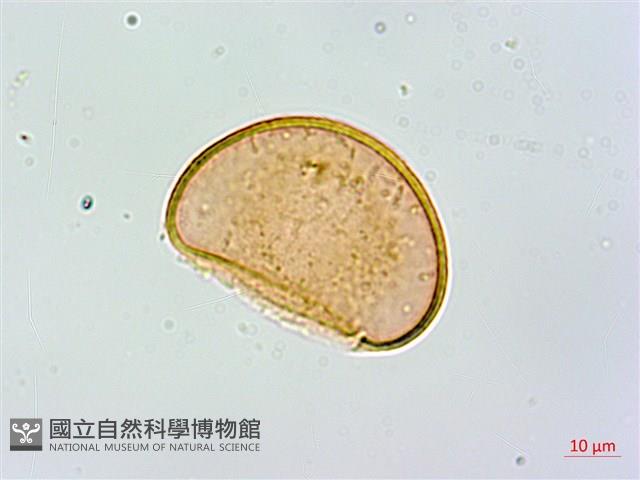 合歡蹄蓋蕨藏品圖，第2張