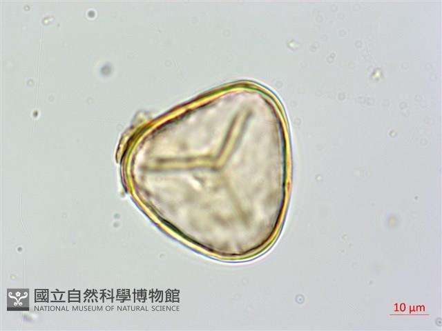 蘭嶼筆筒樹、蘭嶼桫欏藏品圖，第3張