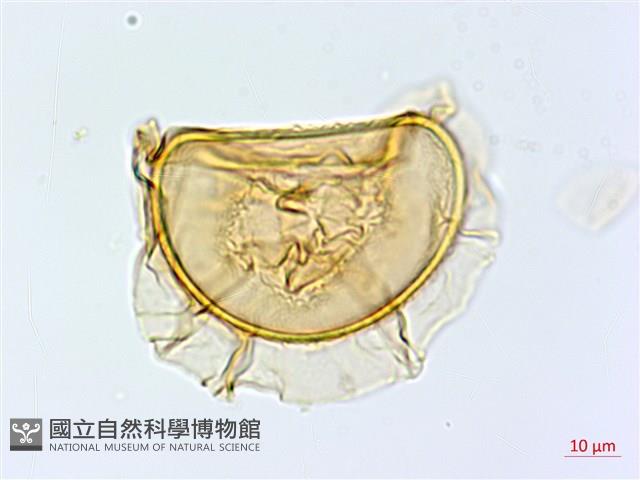 隱脈細柄雙蓋蕨藏品圖，第3張