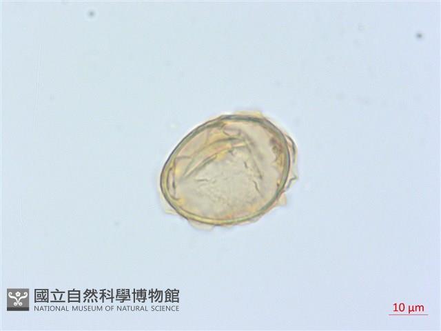 廣葉鋸齒雙蓋蕨藏品圖，第2張