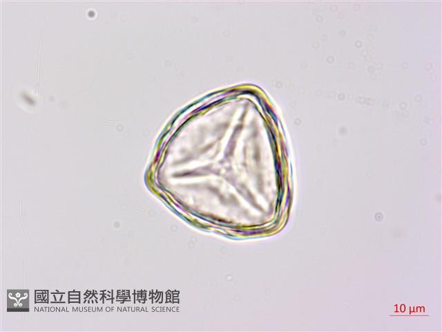 燕尾蕨藏品圖，第2張