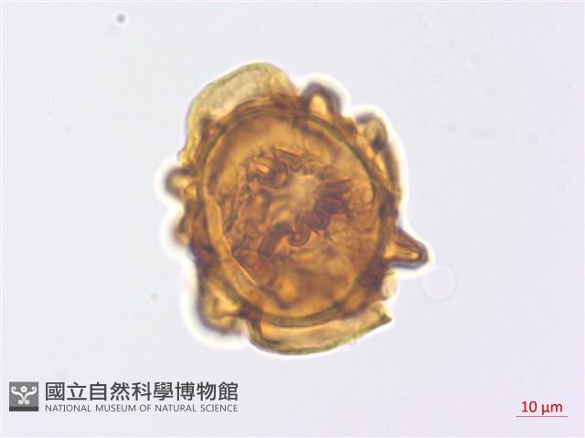 修足腫足蕨藏品圖，第3張