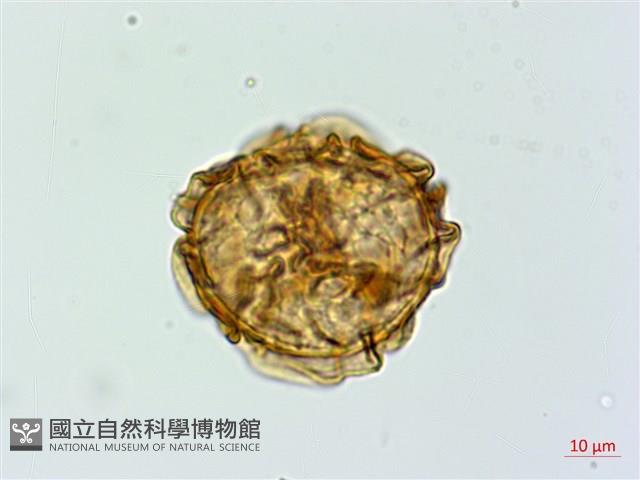 亞蹄蓋蕨藏品圖，第2張