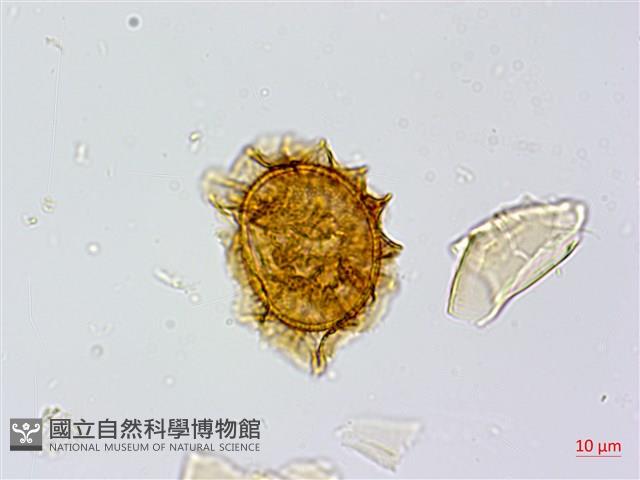 生芽鐵角蕨藏品圖，第3張