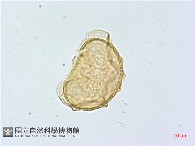 南洋山蘇花藏品圖，第3張