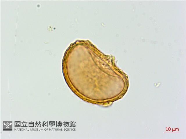 逆葉蹄蓋蕨、逆羽蹄蓋蕨藏品圖，第3張
