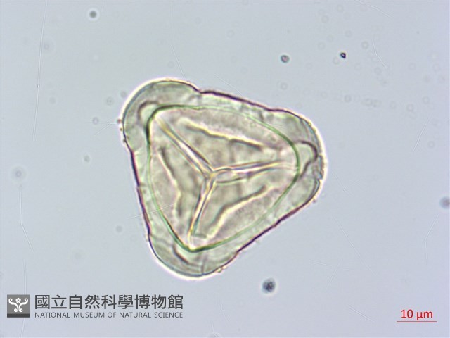 臺灣金狗毛蕨藏品圖，第2張