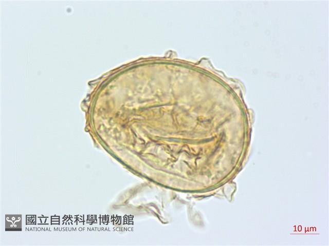 奄美雙蓋蕨藏品圖，第2張