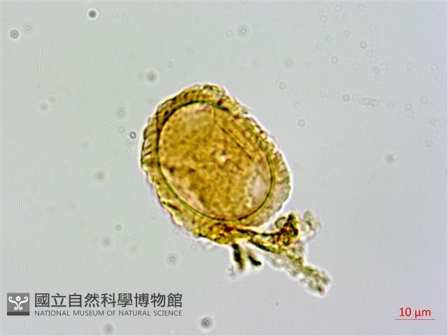 禾稈亮毛蕨藏品圖，第3張