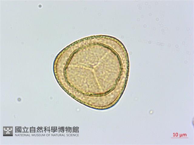 美羽鳳丫蕨藏品圖，第2張