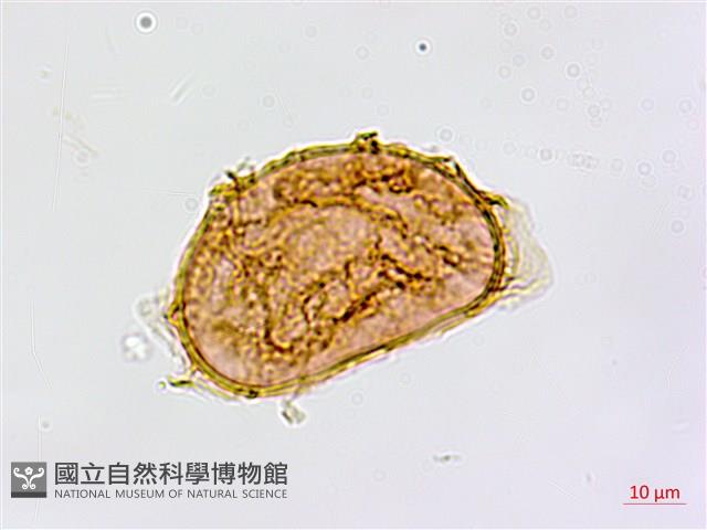 裂葉鐵角蕨藏品圖，第3張