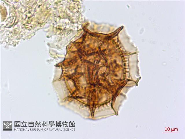 尖葉鐵角蕨藏品圖，第3張