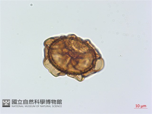 威氏鐵角蕨藏品圖，第3張