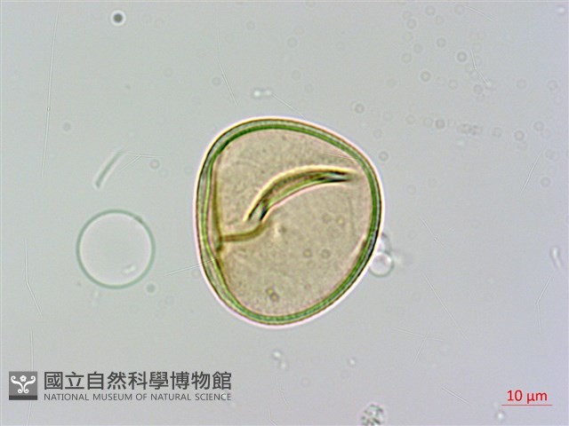 光葉鱗蓋蕨藏品圖，第2張