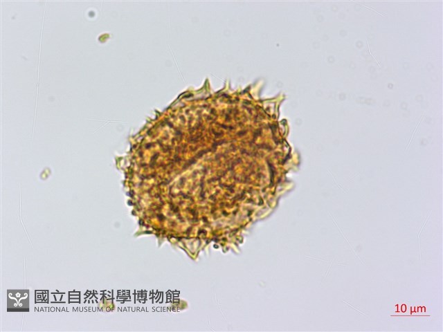雲南三叉蕨藏品圖，第3張