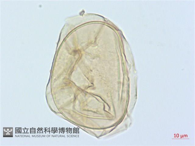 德氏雙蓋蕨藏品圖，第3張