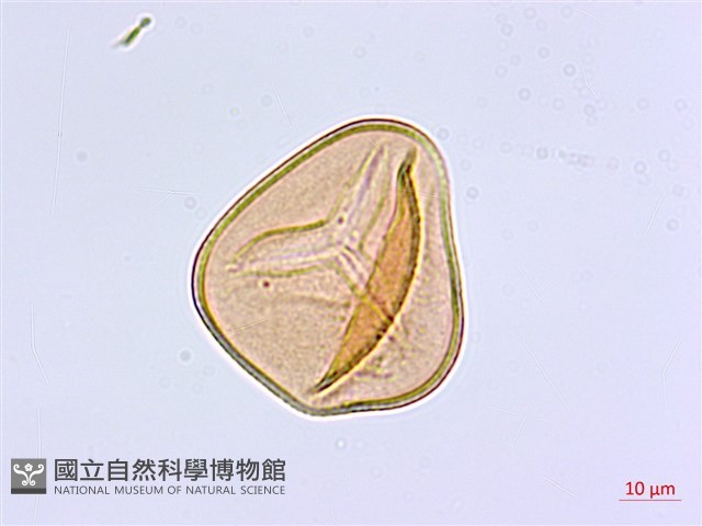 白背鐵線蕨藏品圖，第3張