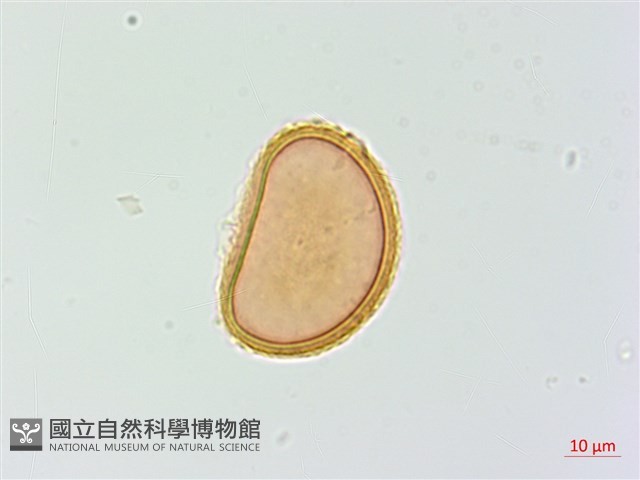 假軸果蹄蓋蕨、毛軸蹄蓋蕨藏品圖，第3張