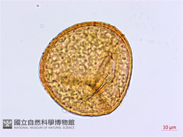蘭嶼鐵線蕨藏品圖，第3張