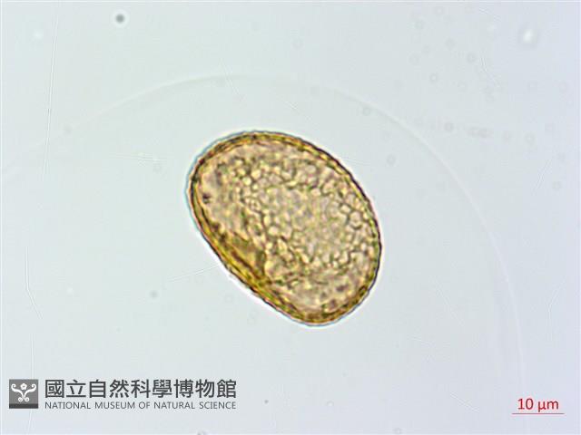 川滇蹄蓋蕨藏品圖，第3張