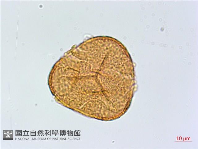 全緣鳳丫蕨藏品圖，第2張