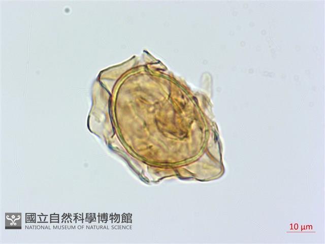 深山雙蓋蕨藏品圖，第2張