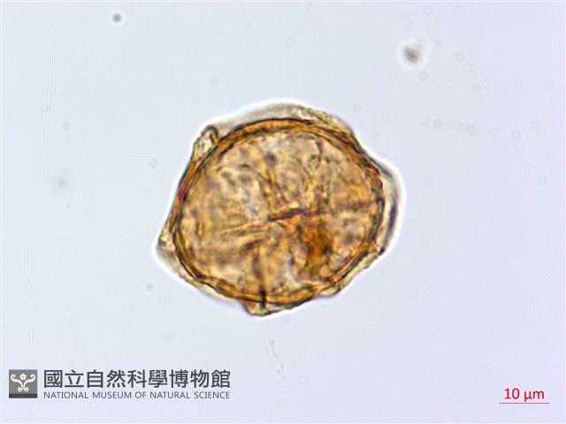 登錄號:P020032藏品圖，第2張