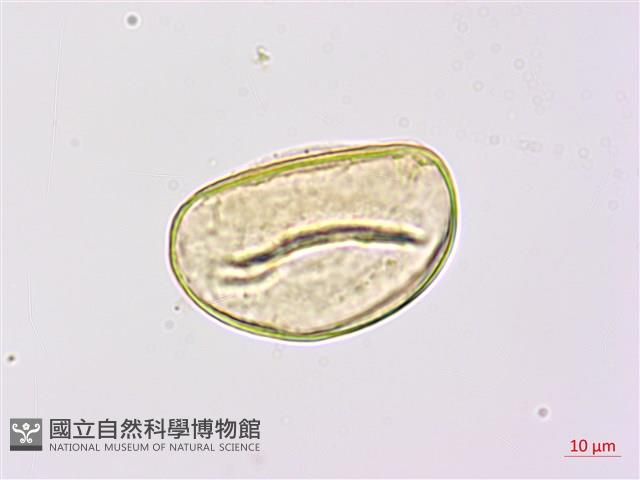 登錄號:P009762藏品圖，第3張