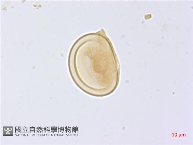 登錄號:P014942藏品圖，第2張