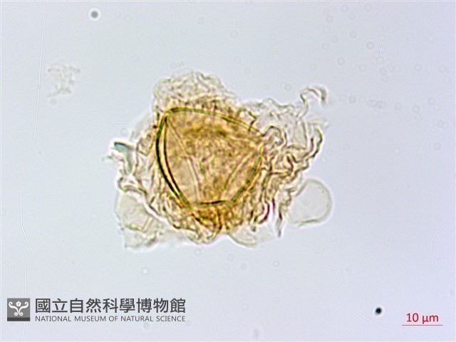 長柄牙蕨藏品圖，第3張