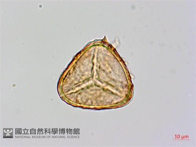 筆筒樹藏品圖，第2張