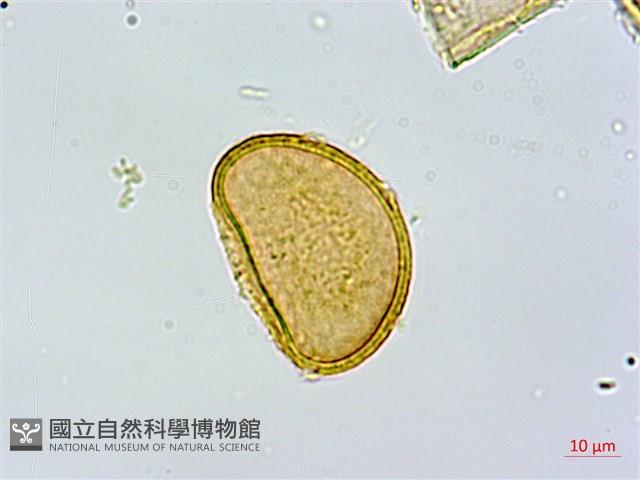 坡生蹄蓋蕨藏品圖，第2張
