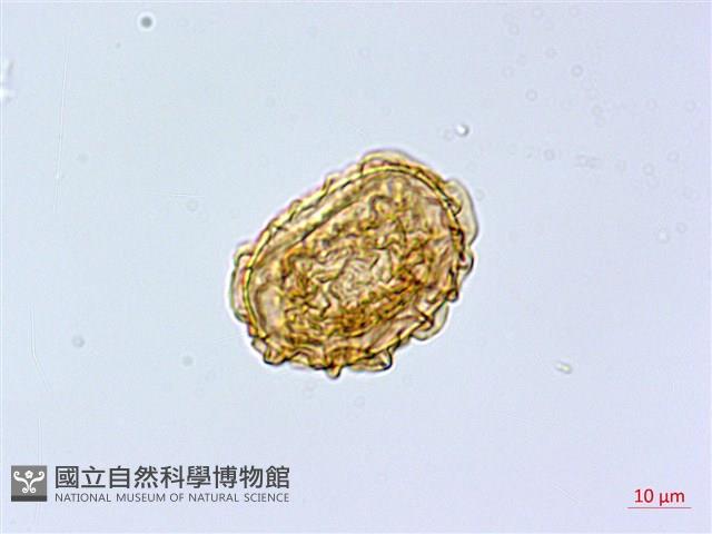 三角葉假冷蕨藏品圖，第3張