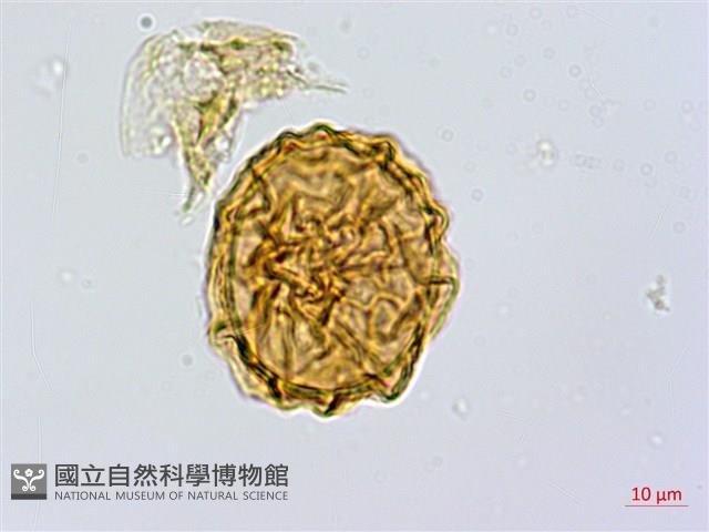 亞德氏蹄蓋蕨、假冷蕨藏品圖，第3張