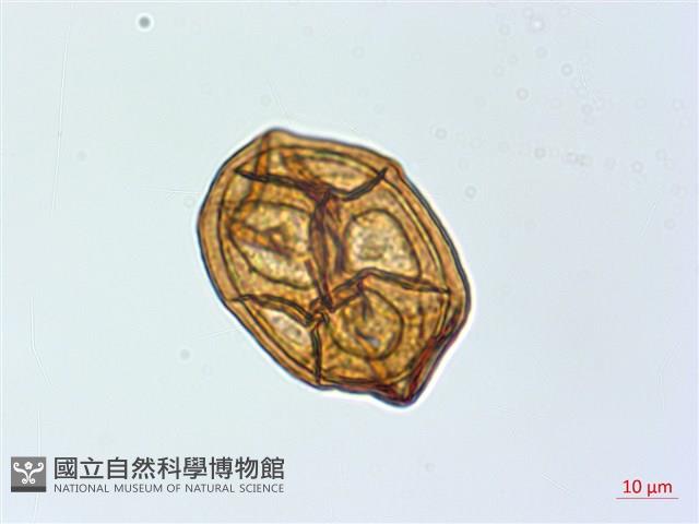 魚鱗蕨藏品圖，第3張