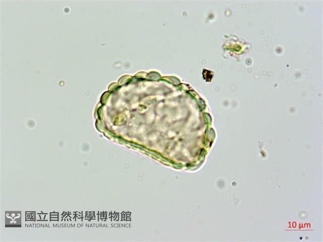 大葉骨碎補藏品圖，第2張
