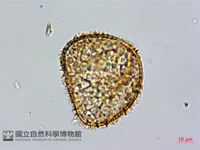 鬼桫欏藏品圖，第2張