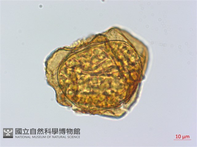 登錄號:P015720藏品圖，第2張