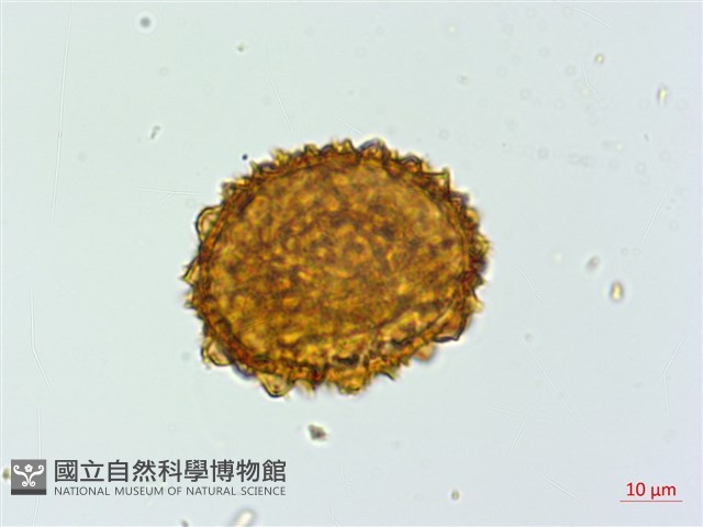 細葉複葉耳蕨藏品圖，第2張