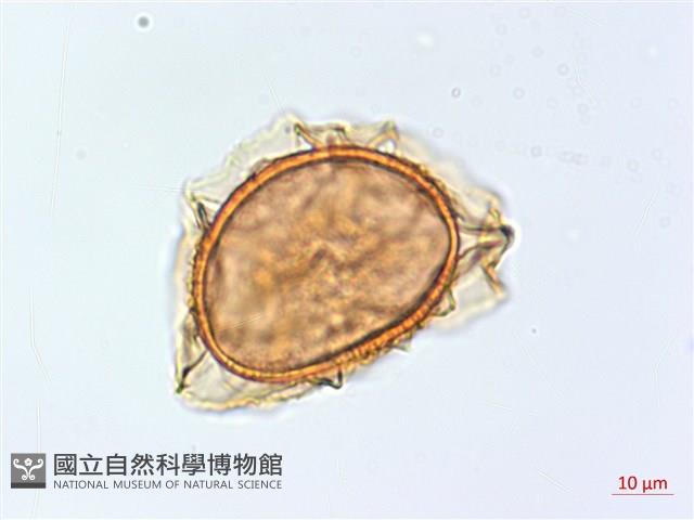巢蕨藏品圖，第3張