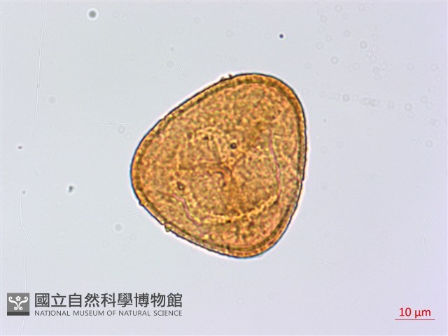 南嶺鳳丫蕨藏品圖，第3張