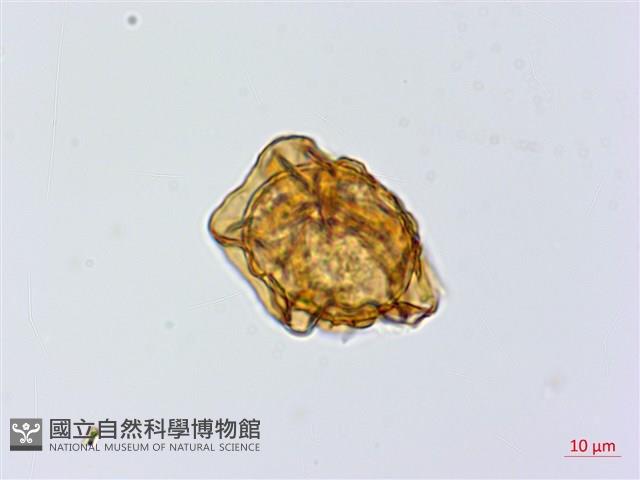 細葉複葉耳蕨藏品圖，第2張