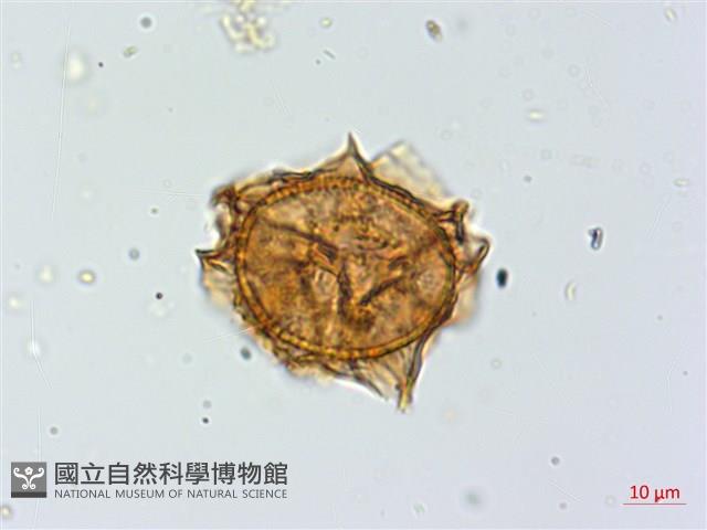 小葉鐵角蕨藏品圖，第3張