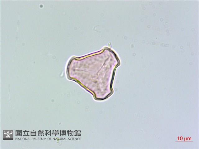 長柄千層塔藏品圖，第2張