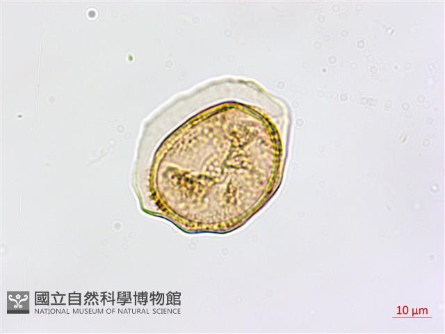 大黑柄鐵角蕨、黃鱗鐵角蕨、大羽鐵角蕨藏品圖，第3張