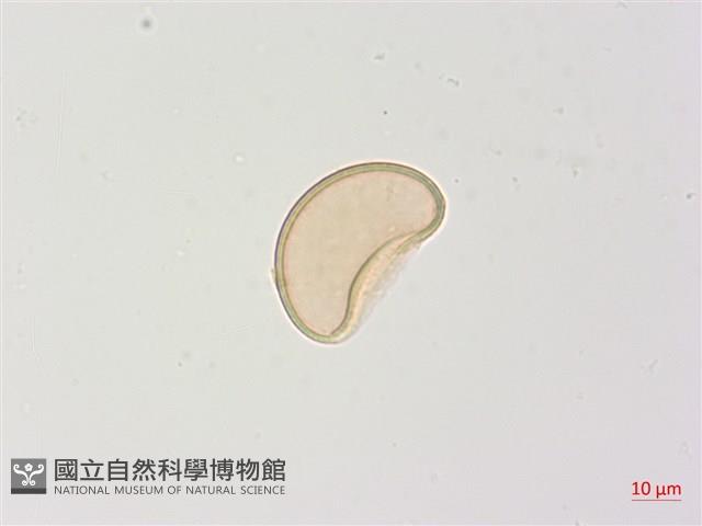 高山蹄蓋蕨藏品圖，第3張