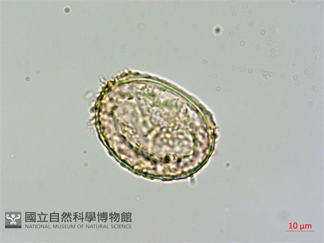 姬蕨藏品圖，第3張