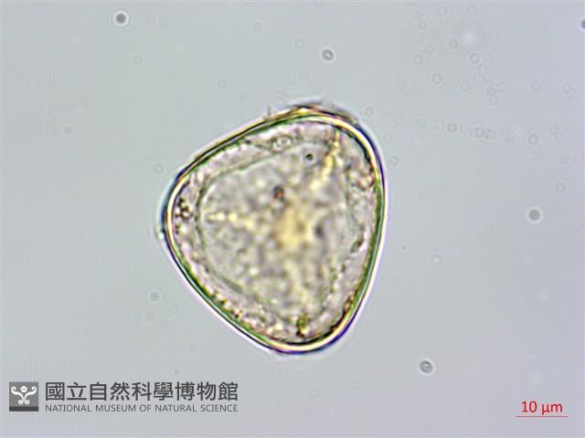 台灣桫欏藏品圖，第2張